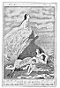 SEAL-FOLK LISTENING TO A MERMAID'S SONG<BR>
<I>From a drawing by John Duncan, A.R.S.A</I>.